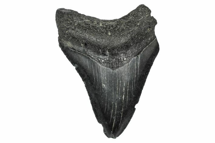 Serrated, Fossil Megalodon Tooth - South Carolina #341471